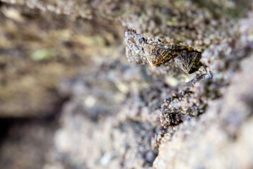 rocks on the coast of asturias, where small molluscs and crustaceans grow