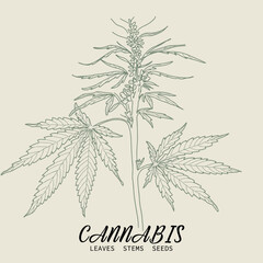 Linear sketch of cannabis, marijuana branch, seeds, leaves and cones. Hand drawn hemp plant contour in vintage style