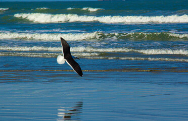 seagull in flight at beach  in brazil 