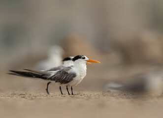 Closeup of Greater Crested Terns at Tubli coast, Bahrain