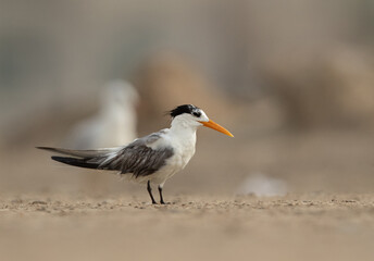 Greater Crested Tern at Tubli coast, Bahrain