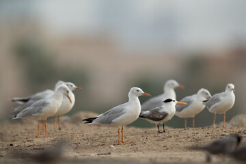 Sender-billed seagulls and a greater crested tern at Tubli bay, Bahrain