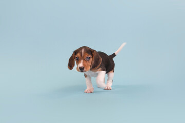 Behold the small rescued beagle puppy dog walking quickly tail wagging to escape portrait day in the blue studio © TheColorDana