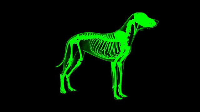 Depressor Auris muscle Dog muscle Anatomy For Medical Concept 3D Animation Green matte