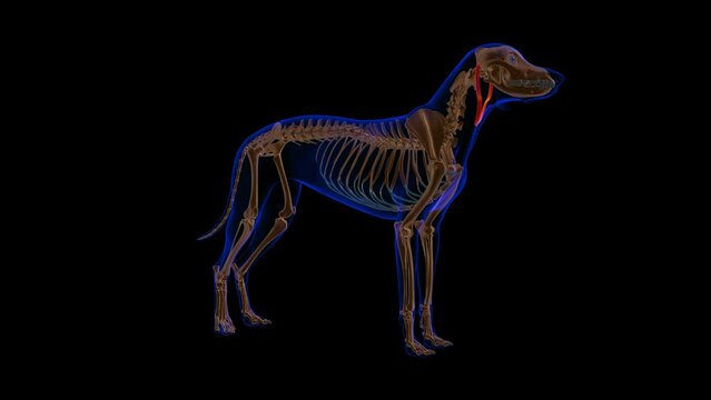 Depressor Auris muscle Dog muscle Anatomy For Medical Concept 3D Animation