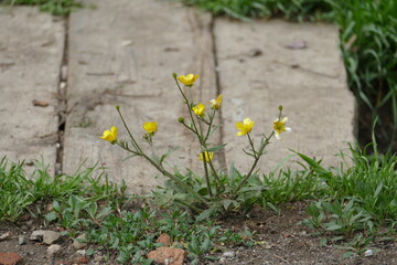 Common mustard flower on the ground.