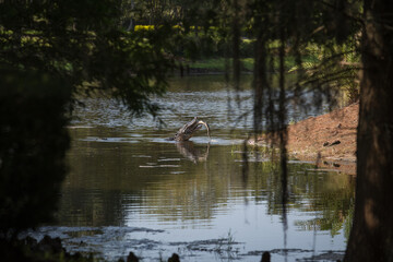A big Florida alligator eating another alligator in a pond.