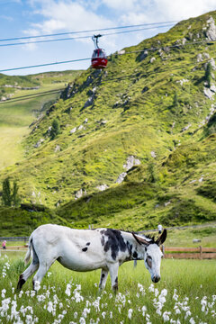Austrian donkeys