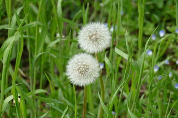 Blowball dandelions on grass.