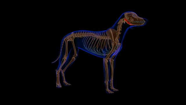Digastric muscle Dog muscle Anatomy For Medical Concept 3D Animation