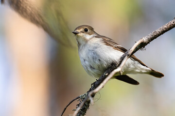 European pied flycatcher