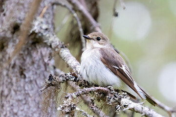 European pied flycatcher