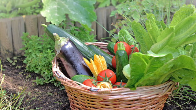 fresh and colorful vegetables in basket harvested  in a garden