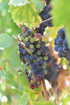 close up on beautiful black grape growing in a sunny vineyard