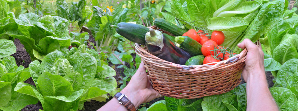 fresh vegetables in a wicker basket held by a gardener in a garden