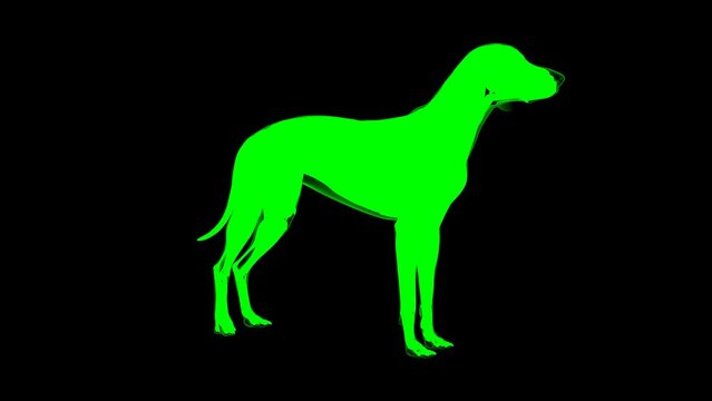 Dog Muscle Dog muscle Anatomy For Medical Concept 3D animation Green matte
