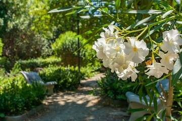 Close Up of Oleander Flowers on Blurred Bench Background in Italian Park