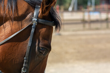Close Up of the Bro,wn eye of a Horse at the Equestrian School