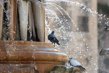 Pigeons Posing on a Fountain in Summer during Draught