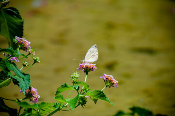 White butterfly Posing on a Group of little flowers