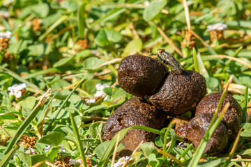 Close Up of Fly on Brown Dog Shit in the Meadow