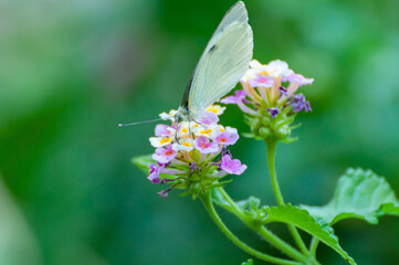 White butterfly Posing on a Group of little flowers