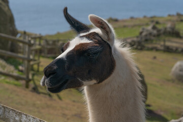 Obraz premium close up of a llama