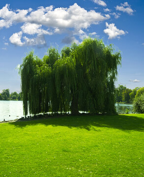 Ein Baum Am Schweriner See 