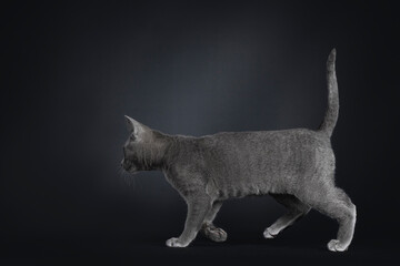 Portrait of lovely Korat cat kitten, walking side ways. Looking ahead and away from camera. Isolated on a black background.