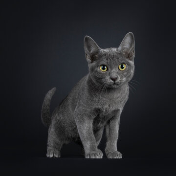 Portrait of lovely Korat cat kitten, standing facing front. Looking towards camera with vibrant eyes. Isolated on a black background.
