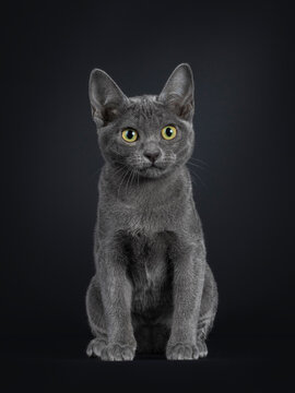 Portrait of lovely Korat cat kitten, sitting up facing front. Looking towards camera with vibrant eyes. Isolated on a black background.
