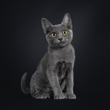 Portrait of lovely Korat cat kitten, sitting up side ways. Looking towards camera with vibrant eyes. Isolated on a black background.