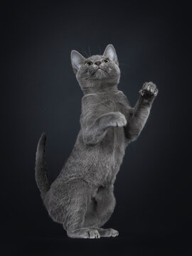 Portrait of lovely Korat cat kitten, standing on hind paws like meerkat. Looking above camera. Isolated on a black background.