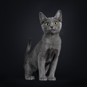 Portrait of lovely Korat cat kitten, standing up facing front. Looking curiously towards camera with vibrant eyes. Isolated on a black background.
