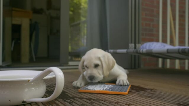 Cute little puppy licking a lick mat lying in front of the window on the terrace