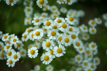 German chamomile in herb garden, closeup