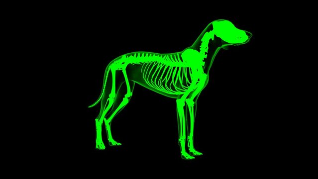 Extensor Digitorum Brevis muscle Dog muscle Anatomy For Medical Concept 3D animation Green matte
