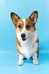 Corgi dog
