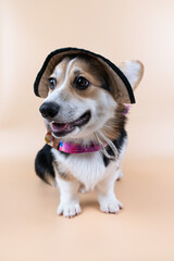 Corgi puppy with cap