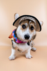 Corgi with cap