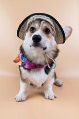 Corgi