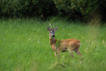 Roe deer, capreolus capreolus, grazing on green pasture in summertime nature. Antlered male chewing grass on meadow. Roebuck standing on grassland in summer.