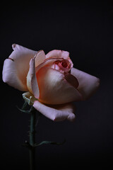 A delicate pink rose flower on a black background