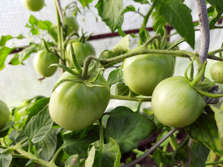Green, unripe tomatoes growing in a greenhouse, healthy organic food, sustainable farming, homegrown vegetables.