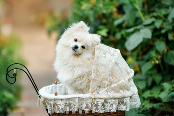 Pomeranian breed dog. Fluffy dog in a stroller funny tilted muzzle in the nature 