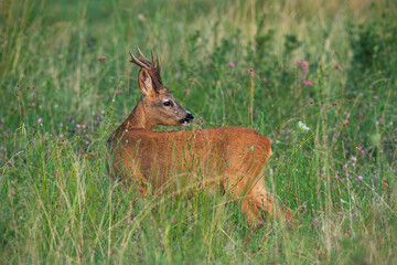 Roe deer, capreolus capreolus, looking over the shoulder on meadow in summer. Buck observing on wildflowers in summertime. Male mammal standing on grassland.