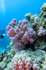 Colorful, picturesque coral reef at bottom of tropical sea, great pink Pocillopora coral and air bubbles in the water, underwater landscape