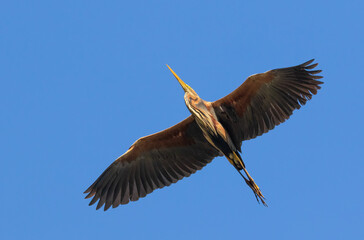 Obraz premium Purple heron, Ardea purpurea. A bird flies over the photographer against the blue sky