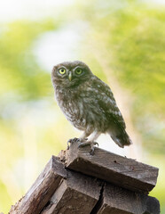 Little owl, Athene noctua. A young bird sits on a board on the roof of a house
