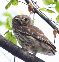 Little owl, Athene noctua. A bird sits on a branch and looks into the lens